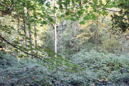 Lower level fireplace